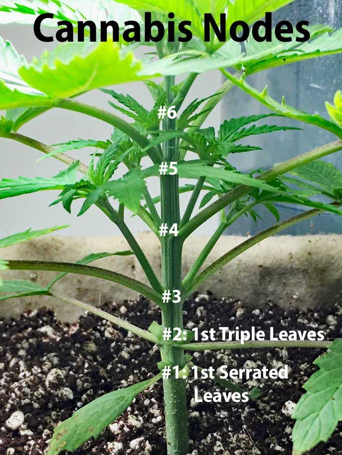 Cannabis-Nodes.jpg