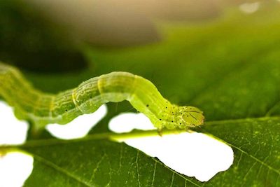 Cannabis-Pest-Caterpillar-1024x683.jpg