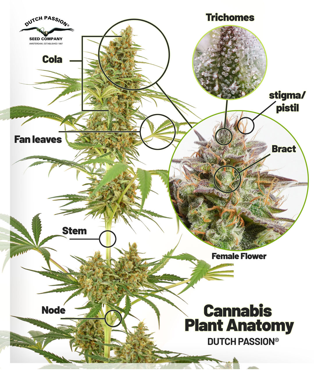 cannabis-plant-anatomy-by-dutch-passion-EN.jpg