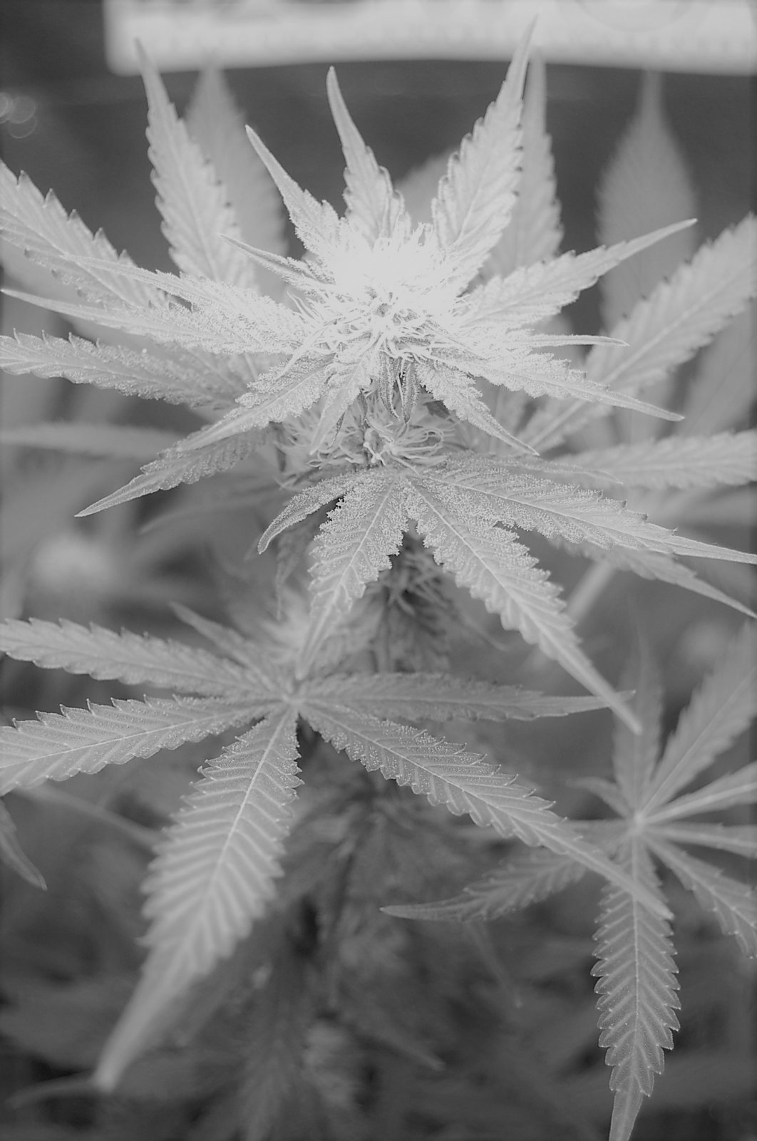 cannabis-plant-flower-420mag.JPG