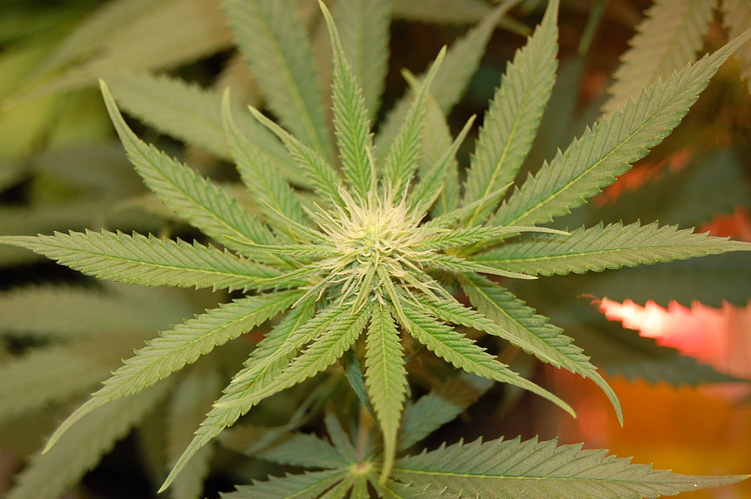 cannabis-plant-flower.JPG