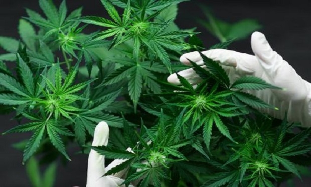 Cannabis-plant-Shutterstock.jpg