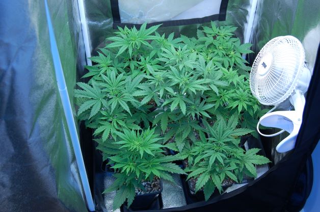 cannabis-plants-in-a-tent-day-30.JPG