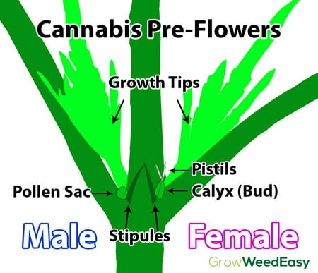 cannabis-preflowers-diagram-sm.jpg