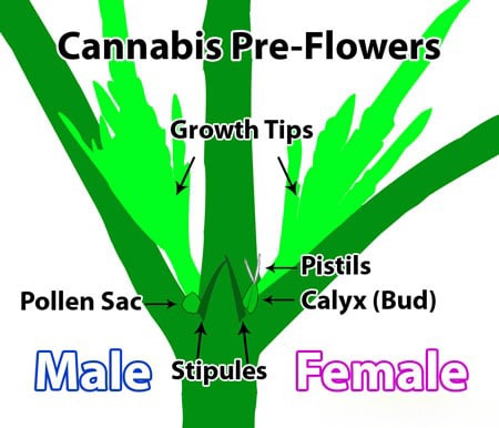 cannabis-preflowers-diagram-sm.jpg
