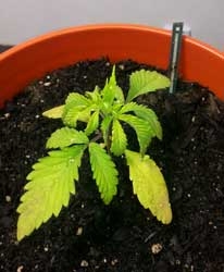 cannabis-seedling-that-has-been-over-watered-xsm.jpg
