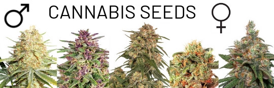 cannabisseeds-english-order-weedseeds-cannapot.jpg