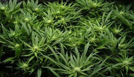 canopy-of-medical-marijuana-buds-flowering-sm.jpg