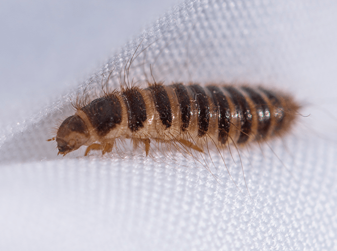 carpet-beetle-larvae.png