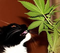 Cat-Eating-Weed.jpeg