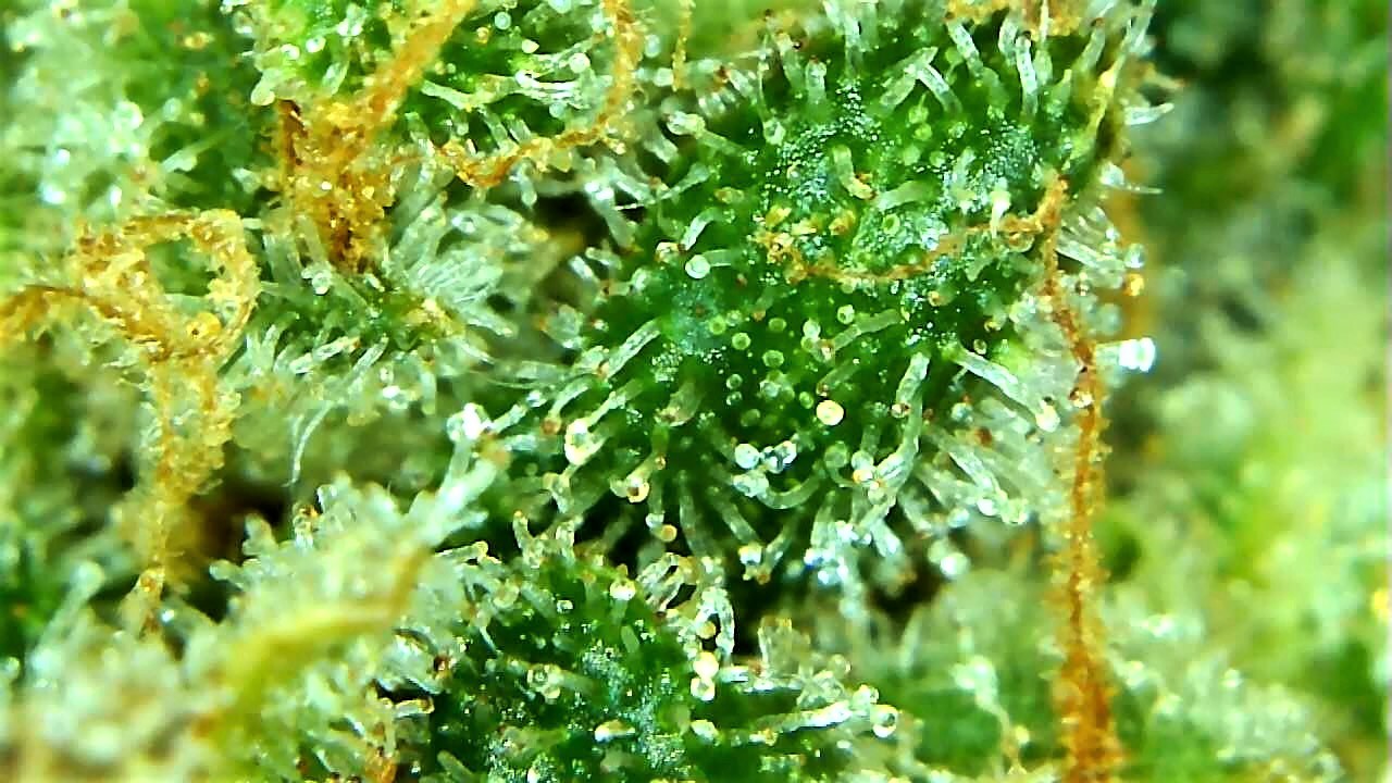 CJ3 final trichome 2 for experiment after 36 hours darkness.jpg