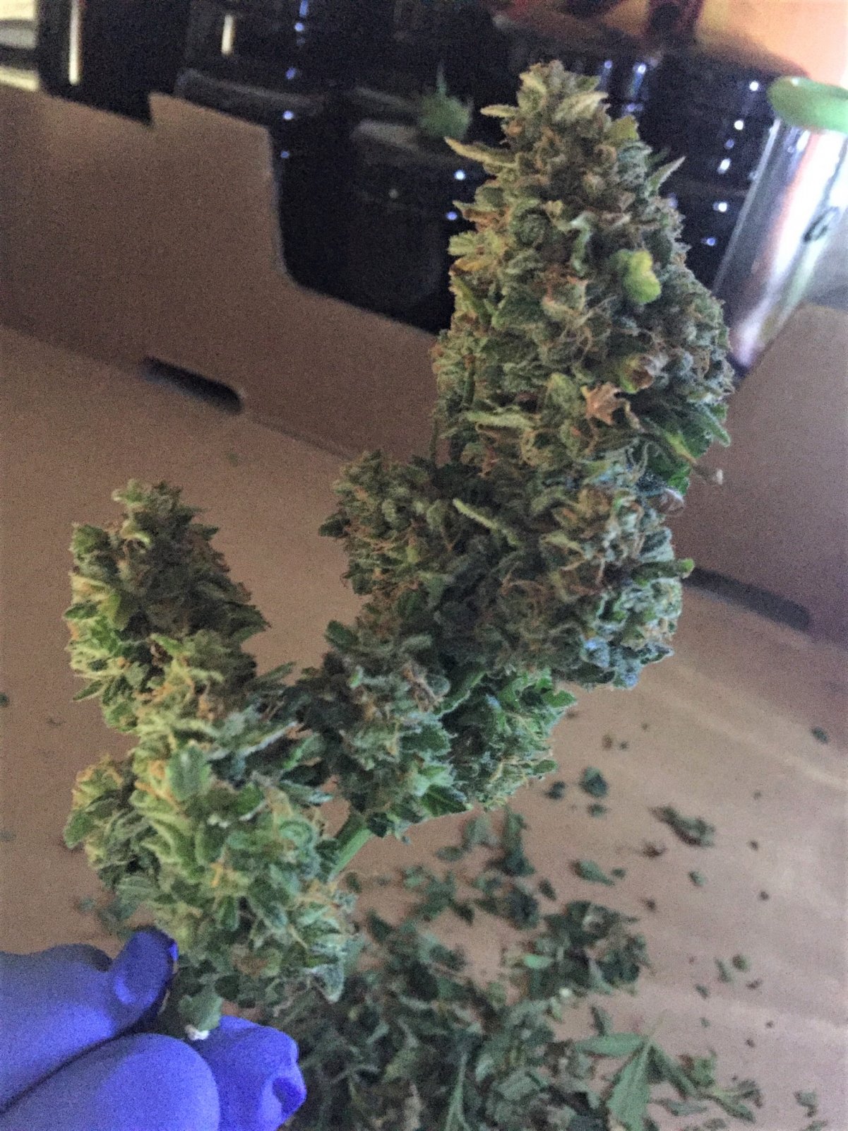 CJ3 harvested bud 3 wet trimmed for drying no flash picture.jpg