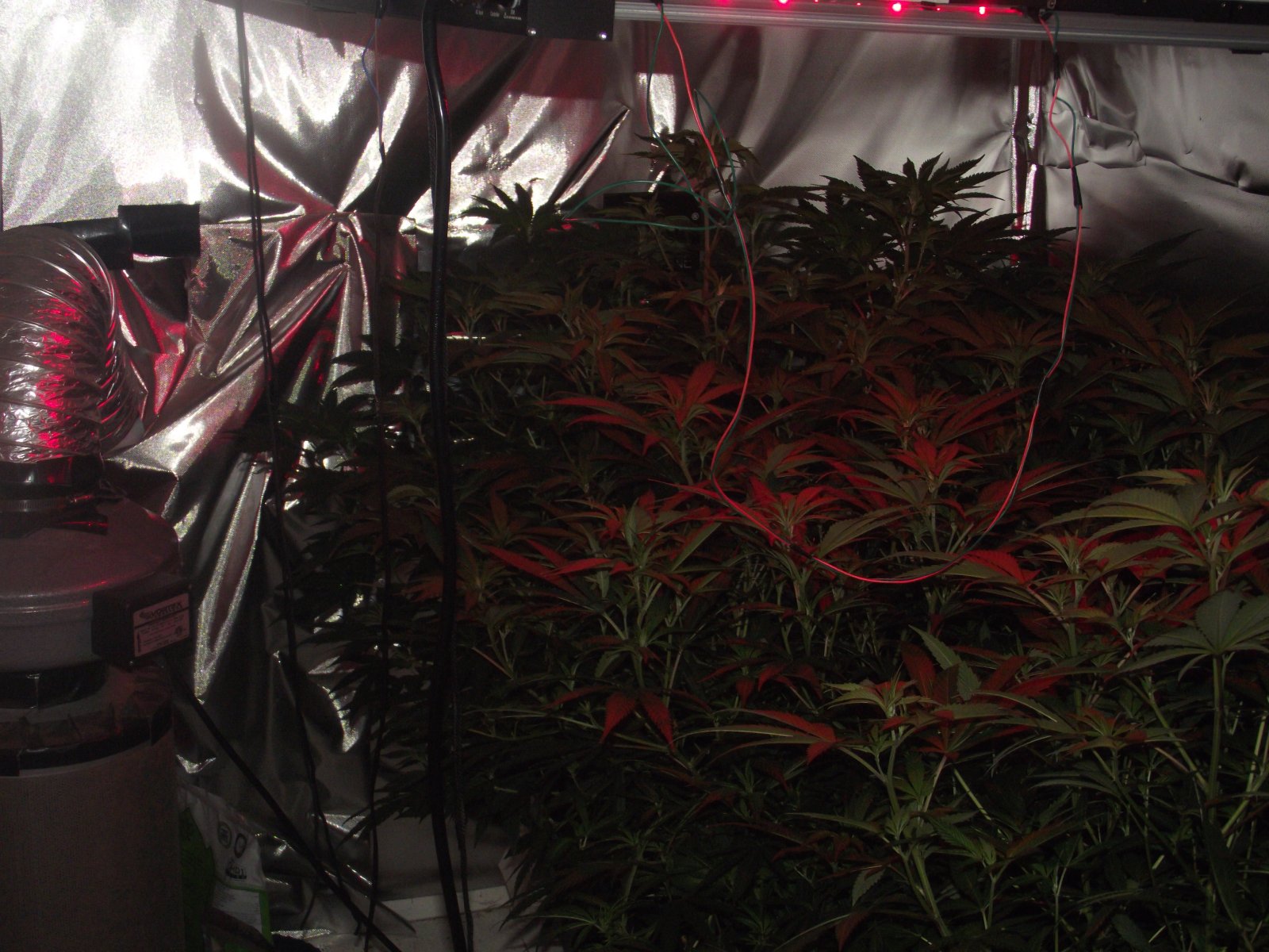 clone canopy day 3 transition.JPG