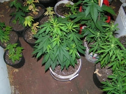 Clone_Only_Strains_-_Pacific_G13.jpg