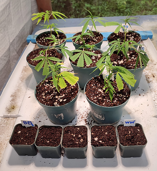 clones_and_sprout_pots1.jpg