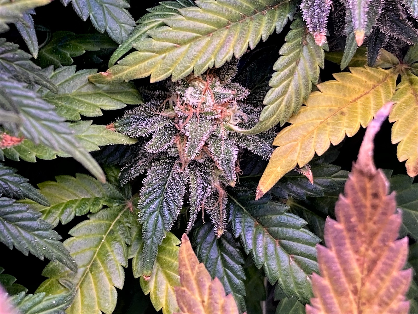 Colorful Tucked Away Down Low Bud from GTH.jpg