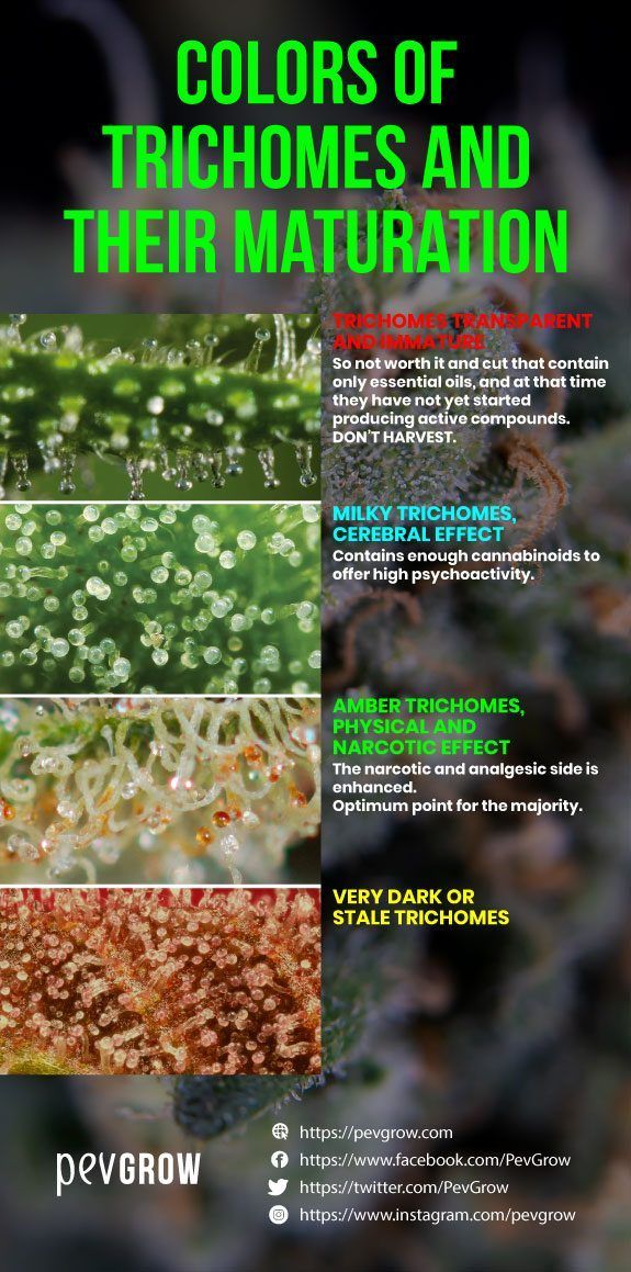 colors-of-trichomes-and-their-maturation.jpg