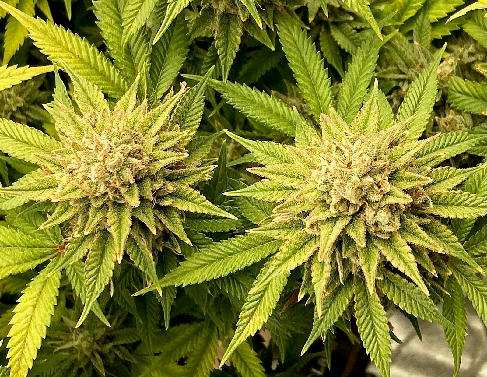 Cool overhead shot of pair of buds looking pretty done.jpg