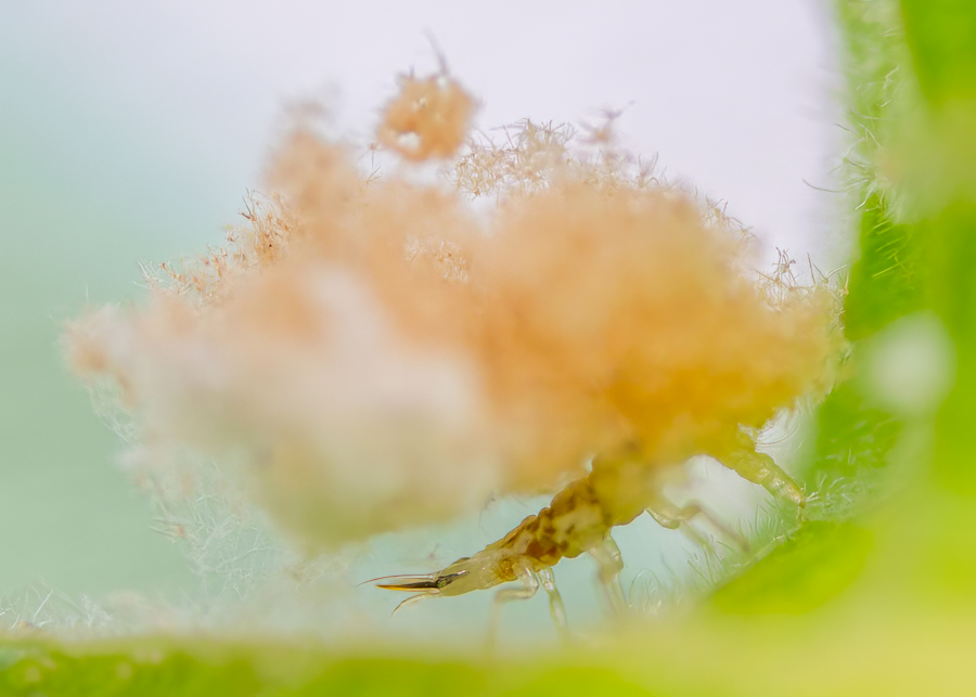 Cooton Bug - Lacewing Larva.jpg