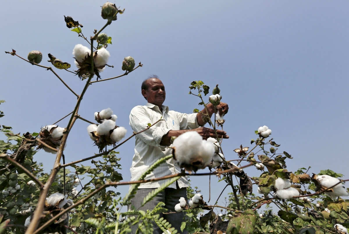 cotton-export.jpg