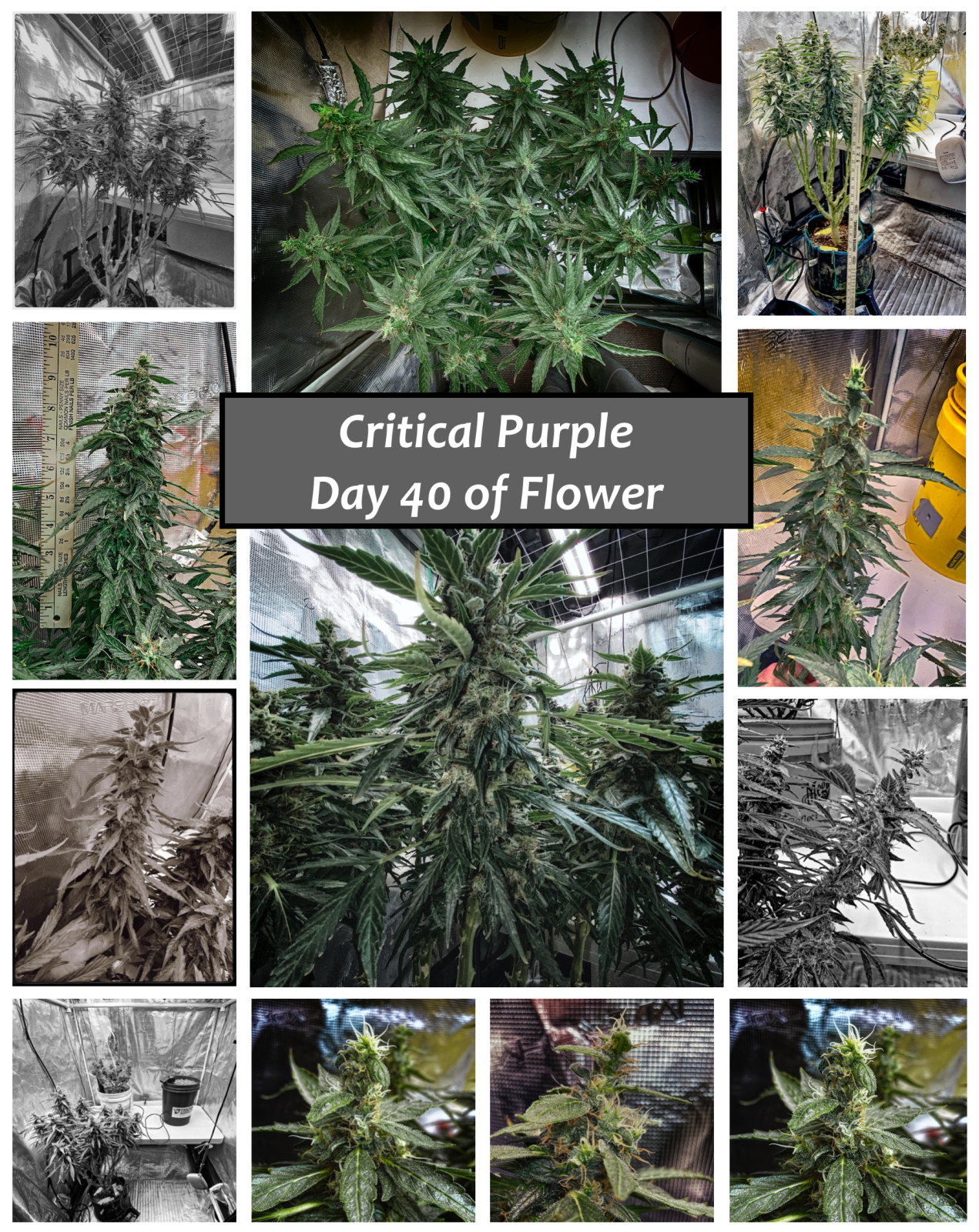 Critical Purple Day 40 of Flower Collage.png