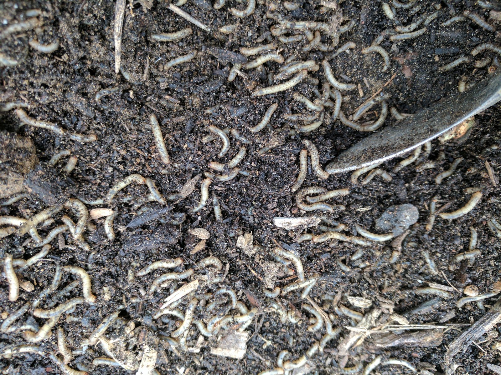 cutworm-or-fungus-gnat-larvae.jpg