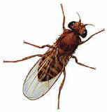 Fruit Fly vs. Gnat: Difference Between Gnats & Fruit Flies ...