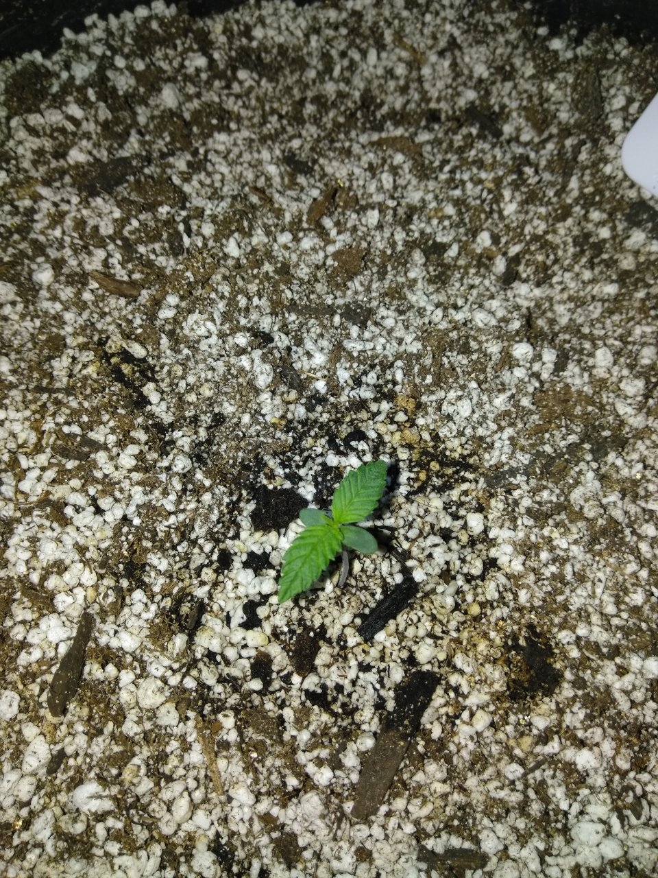 Day 4 Sprout.jpg