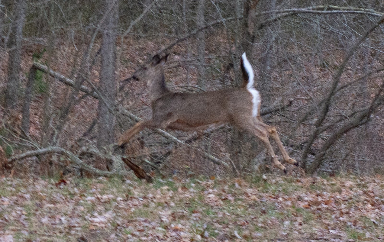Deer back yard-2.jpg