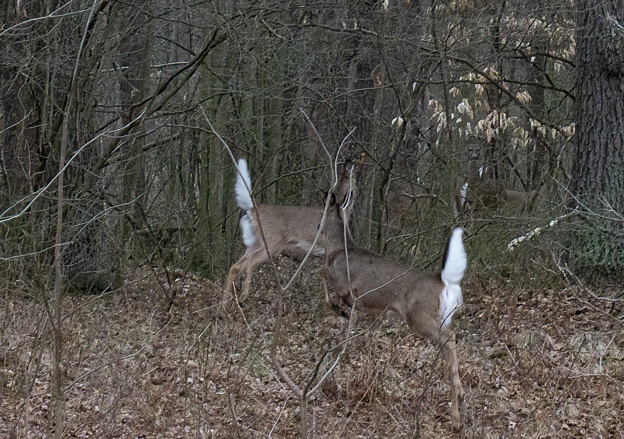 Deer back yard-4.jpg