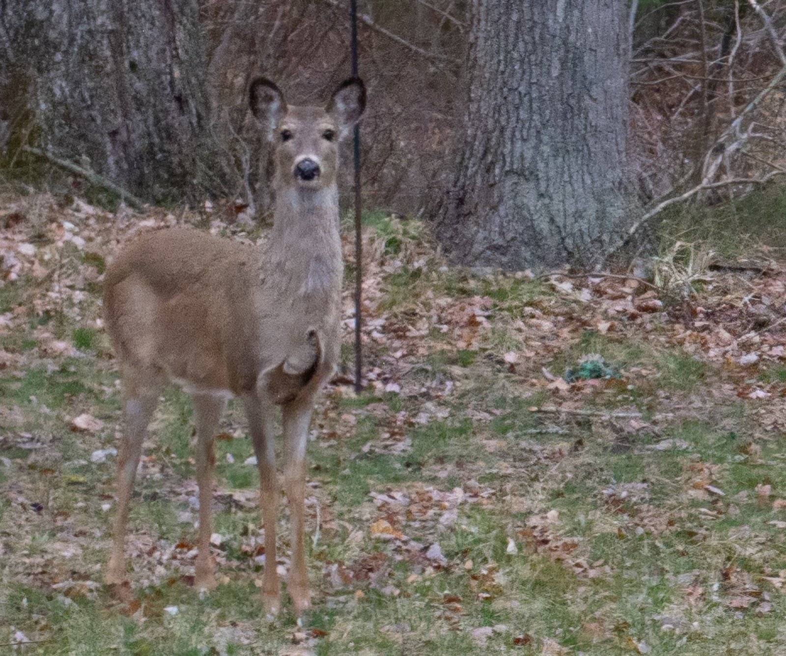 Deer back yard.jpg