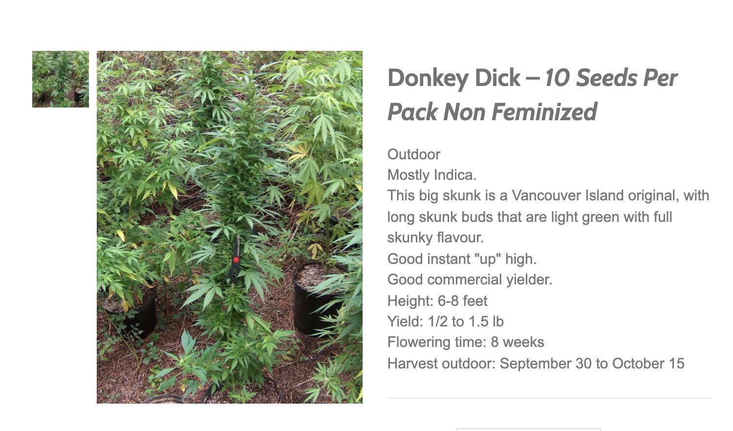 Donkey Dick Seeds.jpg