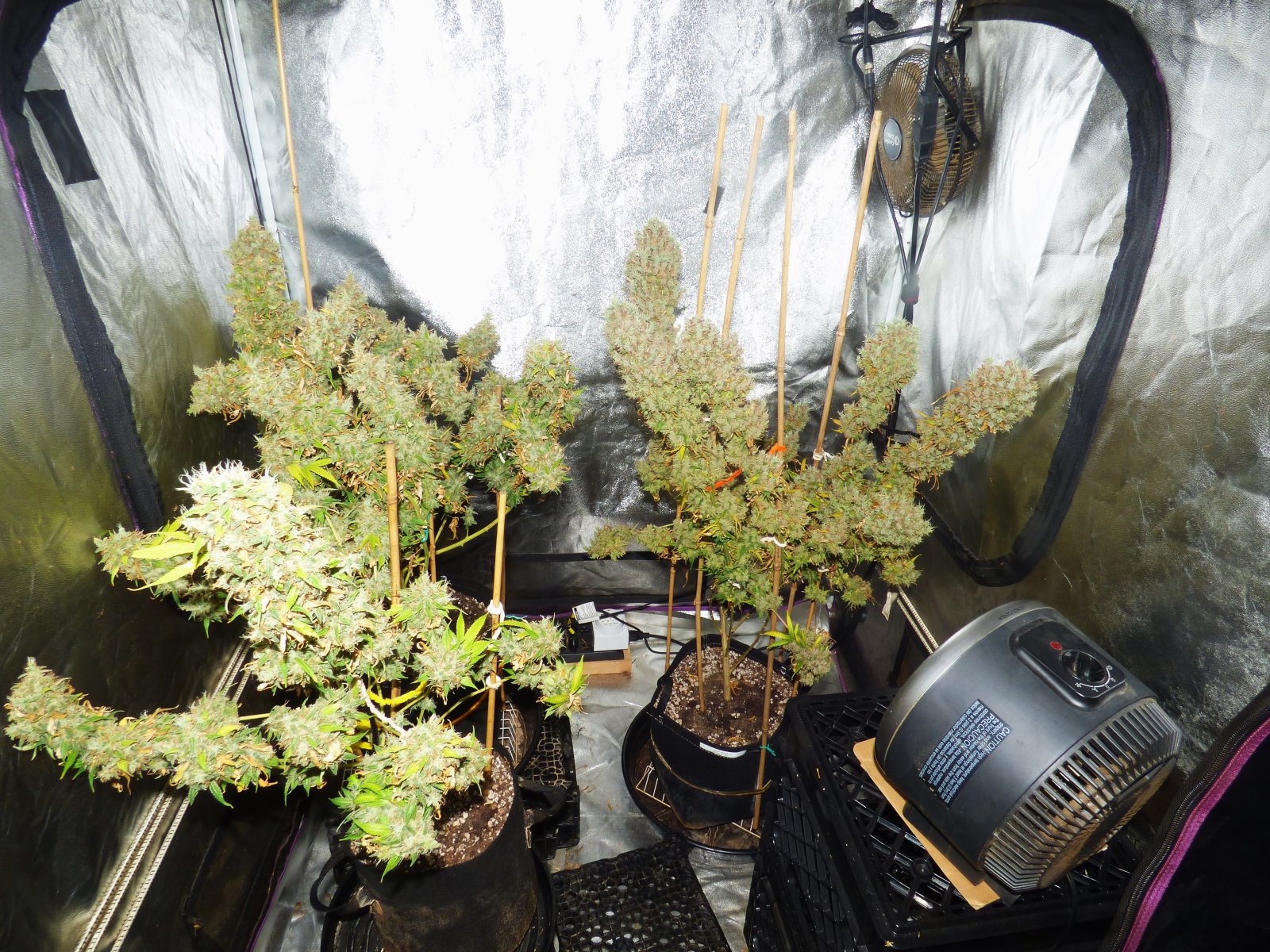 Dotted clones tent 9-5-22 F87.JPG