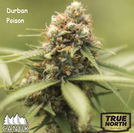 Durban Poison bud.JPG