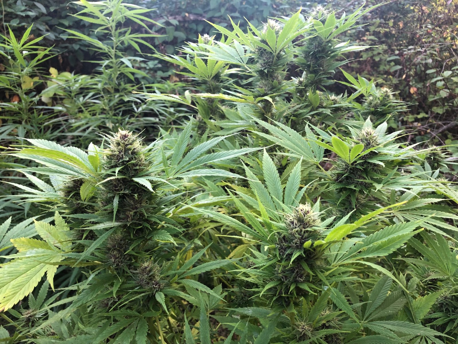 Durban Poison Mother Top crown buds outdoors.jpg