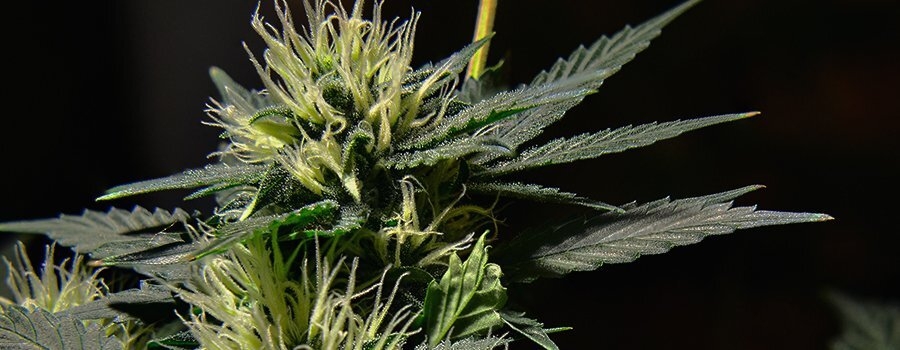 fem-plant-cannabis.jpg