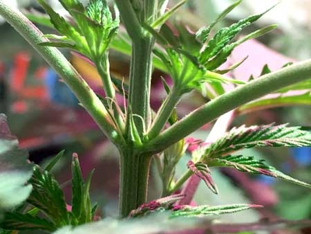 female-cannabis-calyx-pre-flowers-sm.jpg