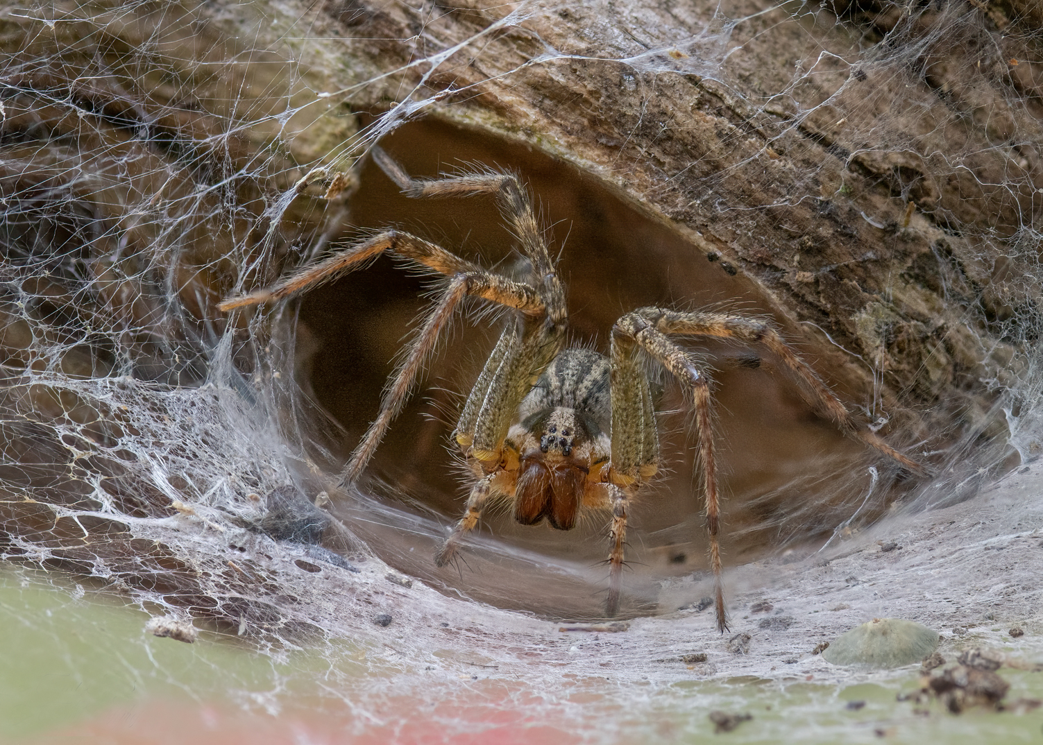 Female Funnel Weaver Spider at Home.jpg
