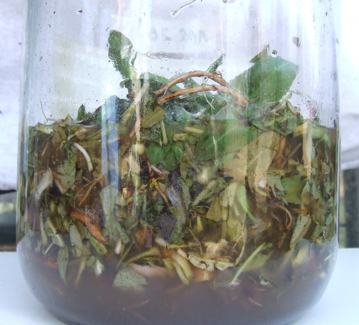 fermented dandelion elixer.jpg