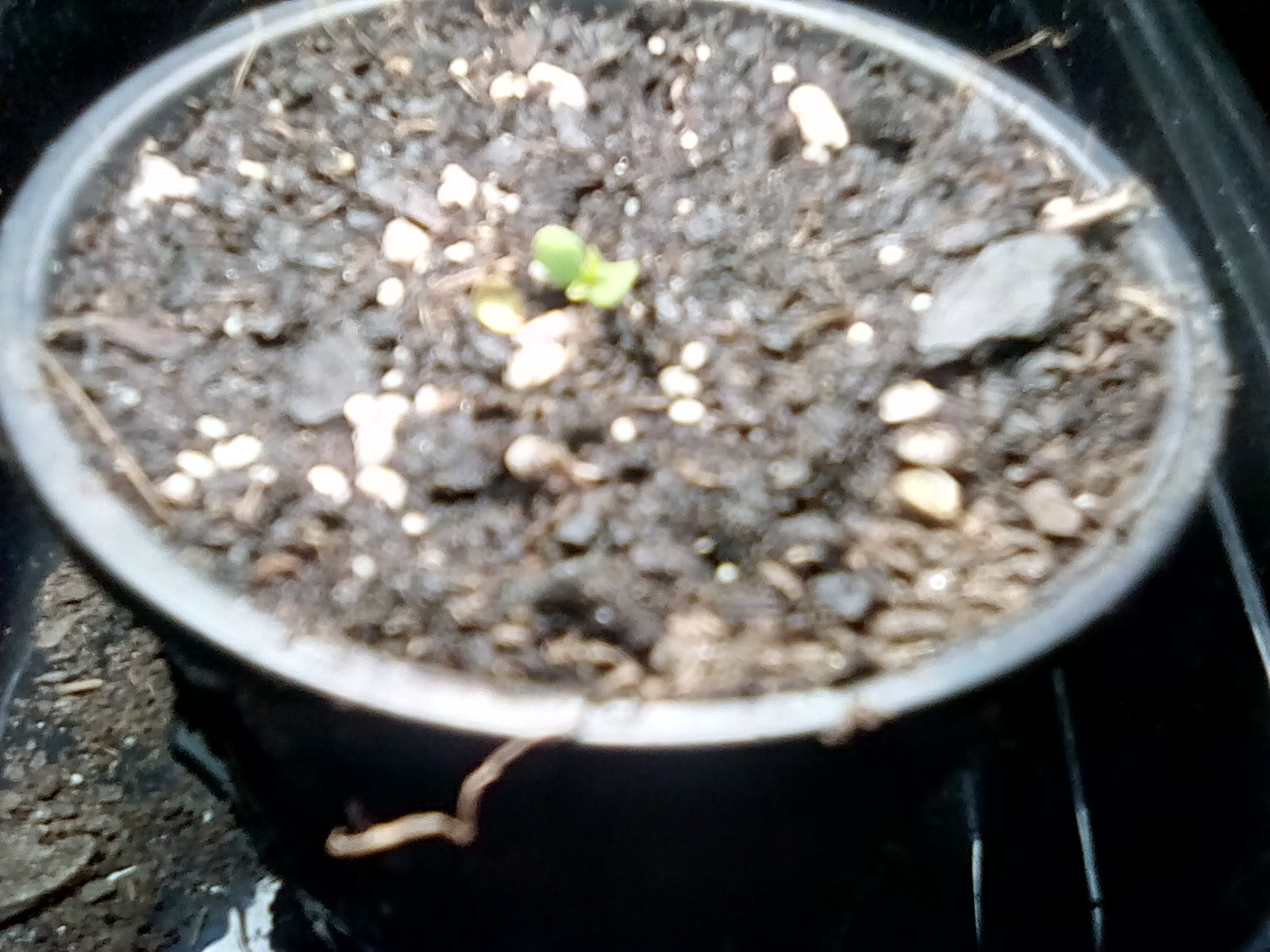 First true leaves at 6 hours from emerging..jpg