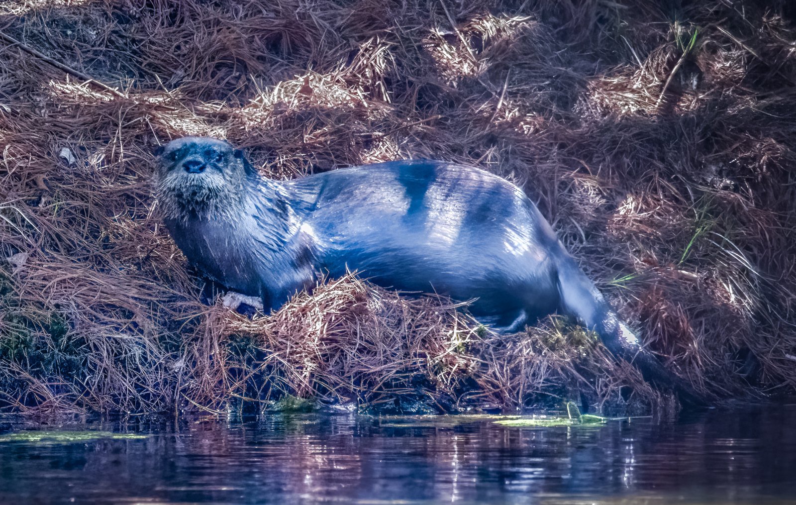 Fish Eater Otter.jpg