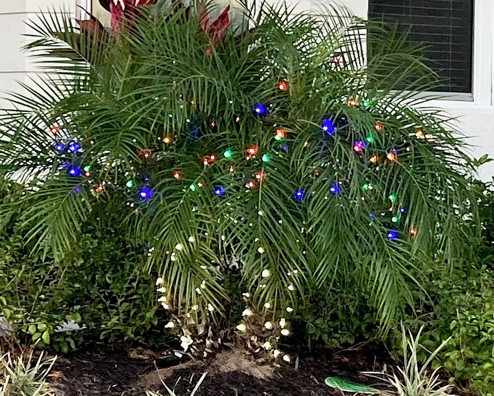 Florida Christmas Tree.jpg
