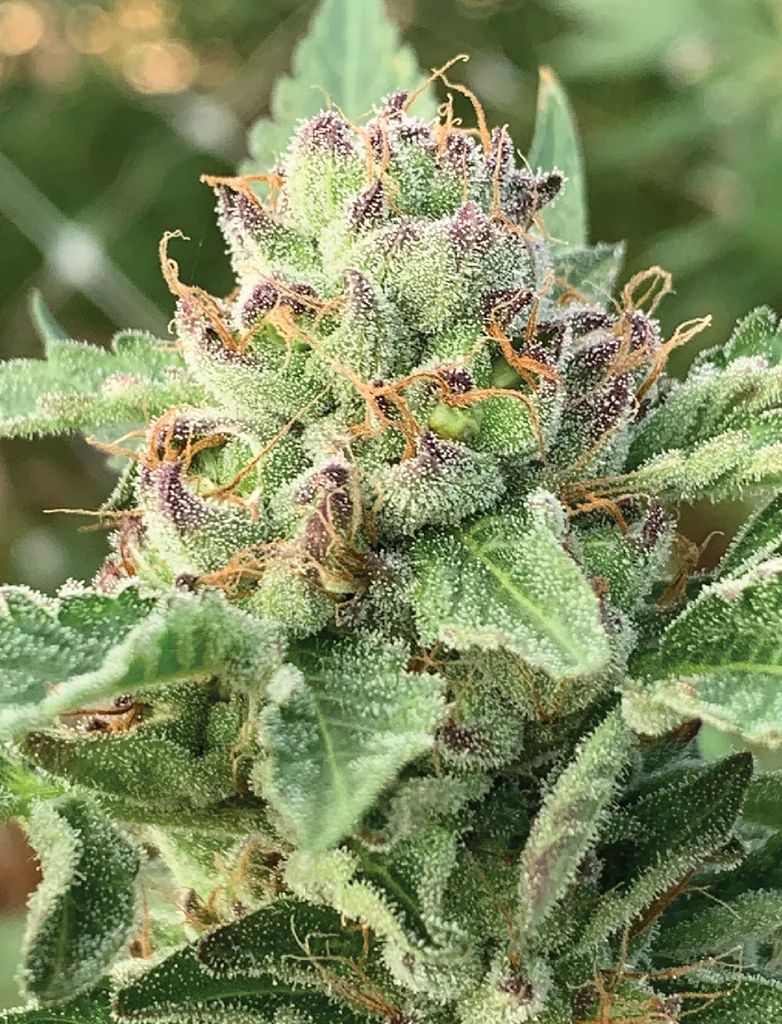 bud late in the cannabis flowering stage