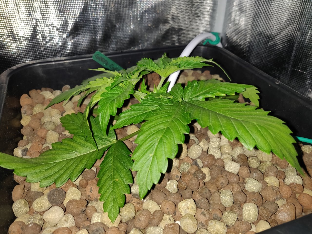 GG 14 days after topping.jpg