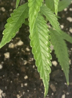 glossy leaf surface with curled leaf edges could be due to mites..PNG