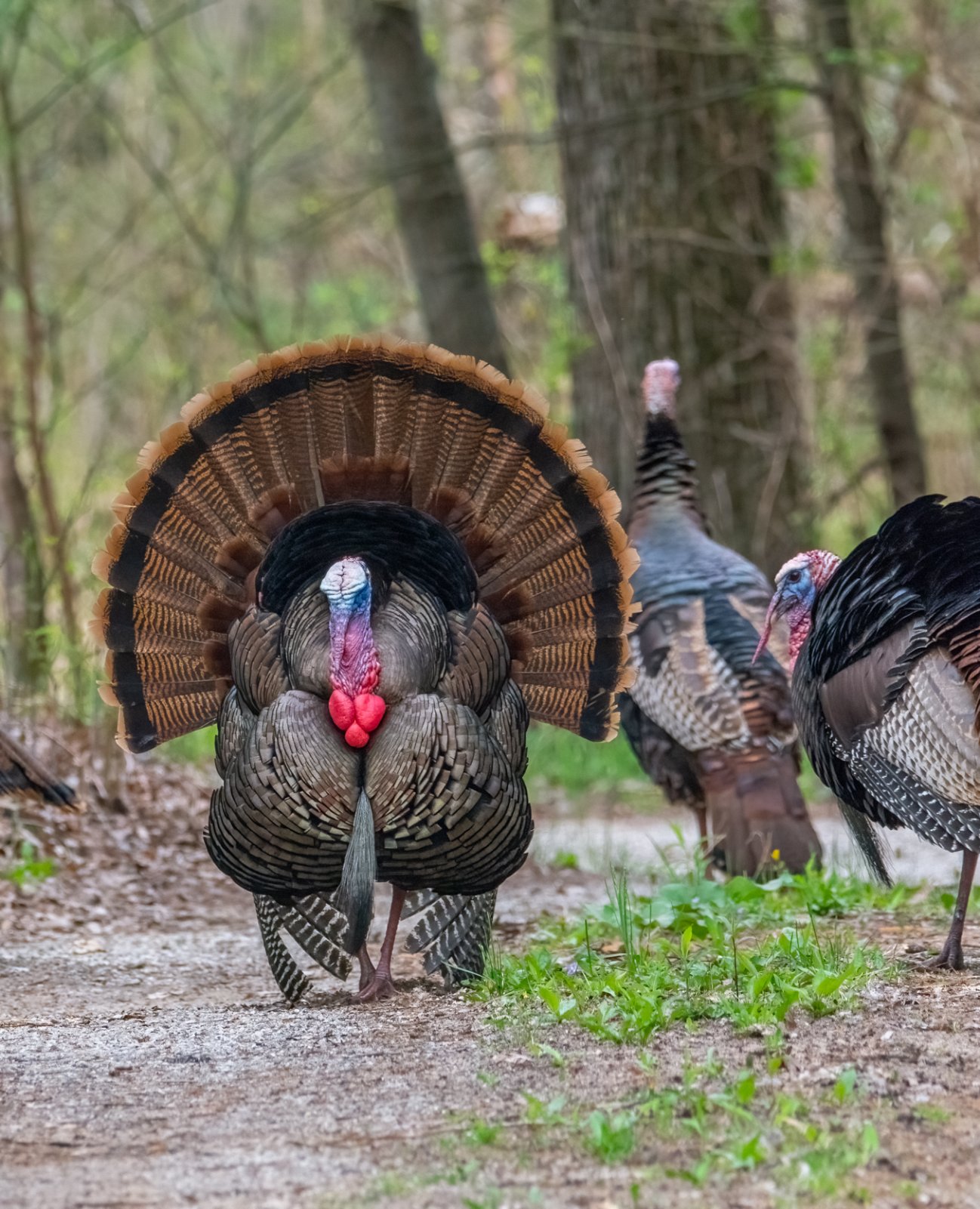 Gobblers and Hens-3.jpg