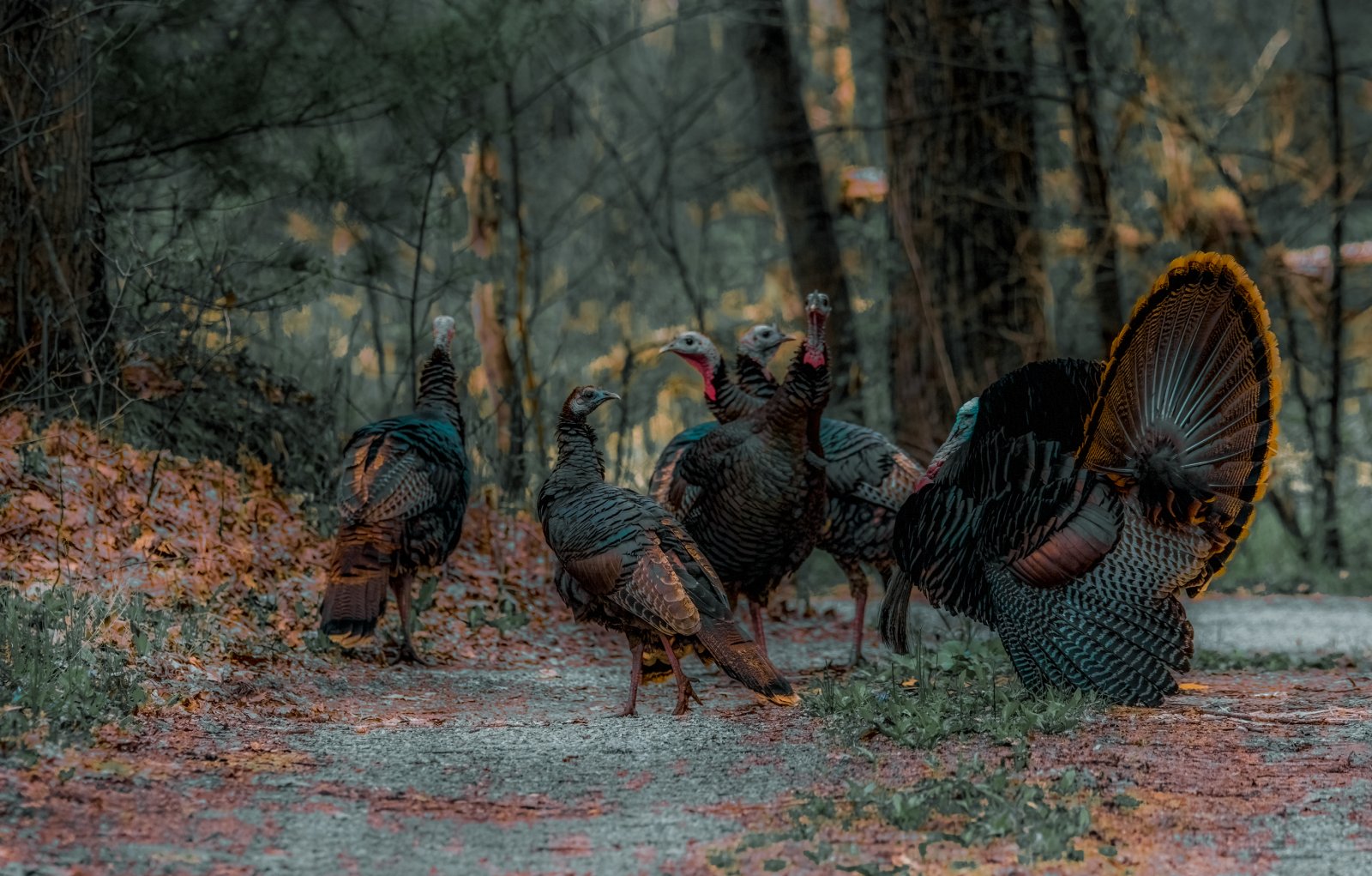 Gobblers and Hens presets.jpg