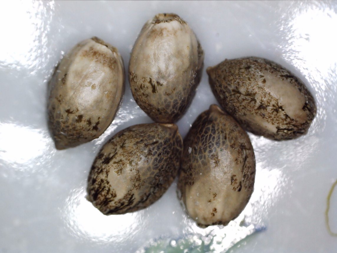 5 Big Goose Eggs (white tags)