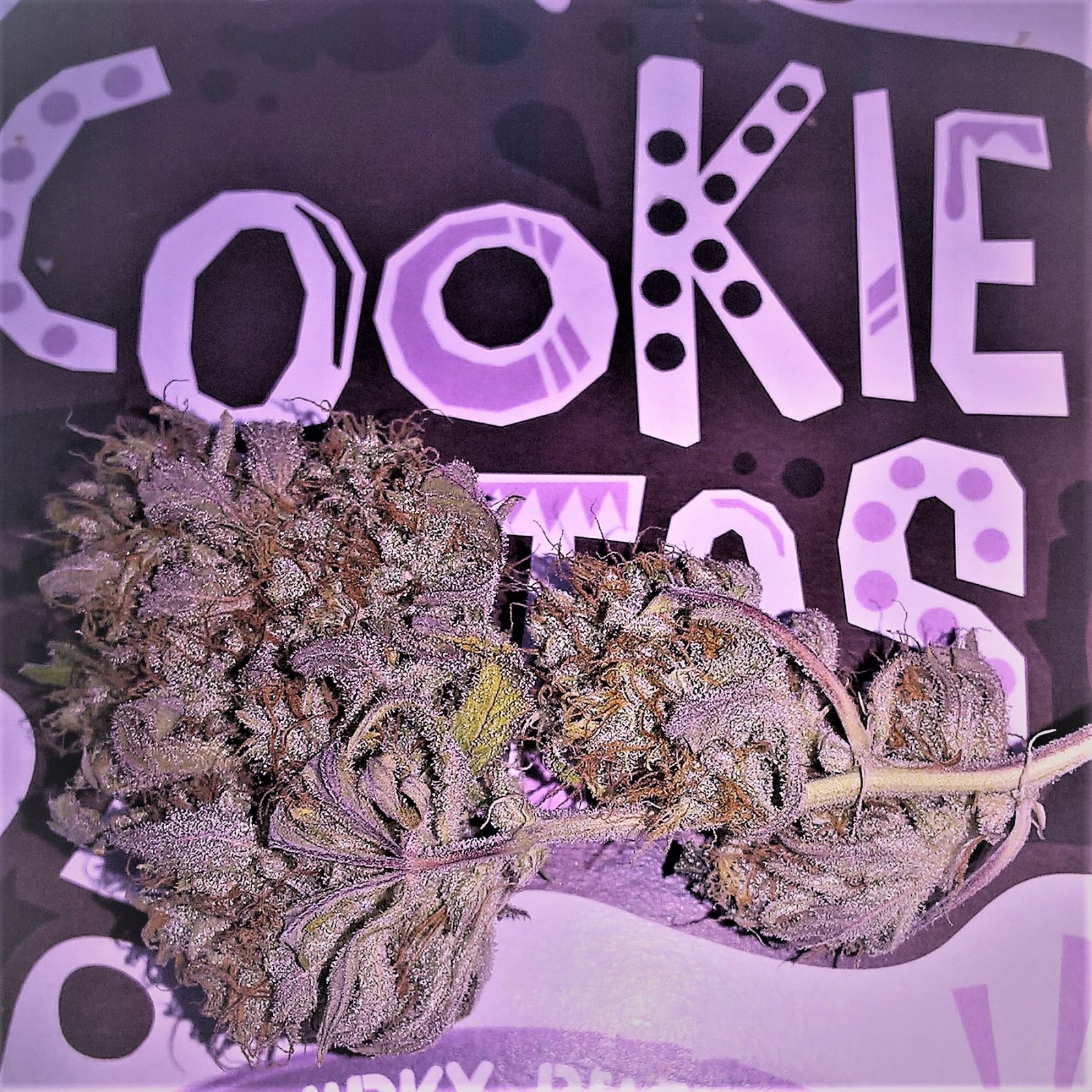 Gorilla cookies Auto.jpg