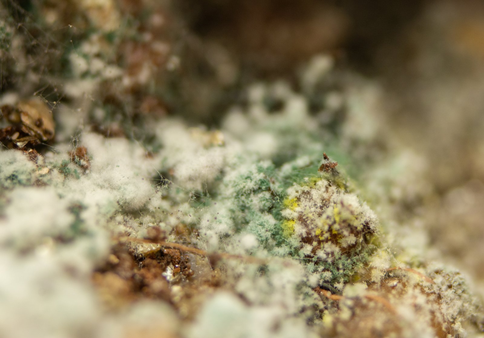 Green and Yellow Mold.jpg